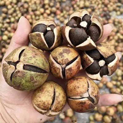 Semillas de camelia silvestre